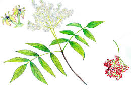 Attēlu rezultāti vaicājumam “Pinus pumila male flower”