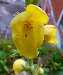 Attēlu rezultāti vaicājumam “Verbascum densiflorum”