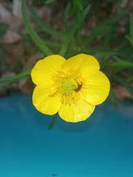 Attēlu rezultāti vaicājumam “Ranunculus auricomus”