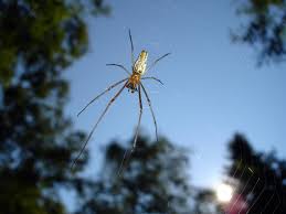Attēlu rezultāti vaicājumam “Tetragnatha extensa”