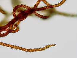 Attēlu rezultāti vaicājumam “Metatrichia vesparia”