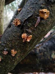 Attēlu rezultāti vaicājumam “Encoelia furfuracea”