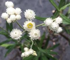 Attēlu rezultāti vaicājumam “Anaphalis margaritacea flower”