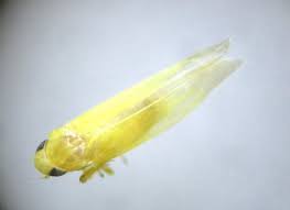 Attēlu rezultāti vaicājumam “Edwardsiana geometrica”