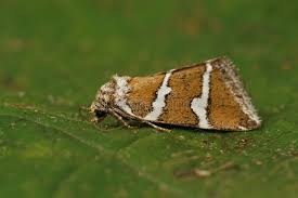 Attēlu rezultāti vaicājumam “Deltote bankiana”