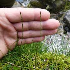 Attēlu rezultāti vaicājumam “Alchemilla vulgaris aggr.”