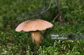 Attēlu rezultāti vaicājumam “Suillus variegatus”
