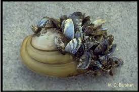 Attēlu rezultāti vaicājumam “Dreissena polymorpha”