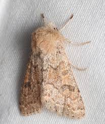 Attēlu rezultāti vaicājumam “Orthosia miniosa imago”