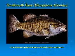 Image result for Micropterus dolomieu
