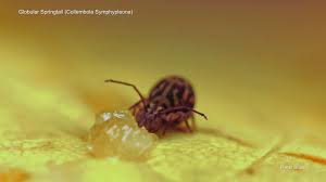 Attēlu rezultāti vaicājumam “Symphypleona”