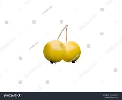 Attēlu rezultāti vaicājumam “Malus mandshurica fruit”