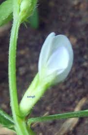 Attēlu rezultāti vaicājumam “Vicia cracca bud”