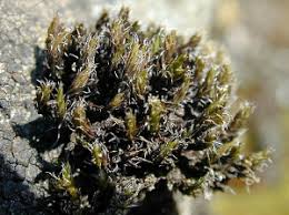 Attēlu rezultāti vaicājumam “Schistidium apocarpum macro”