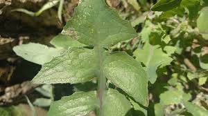 Attēlu rezultāti vaicājumam “Sonchus oleraceus leaf”