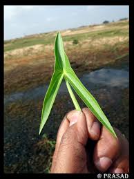 Attēlu rezultāti vaicājumam “Sagittaria sagittifolia leaf”