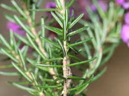 Attēlu rezultāti vaicājumam “Erica tetralix leaf”