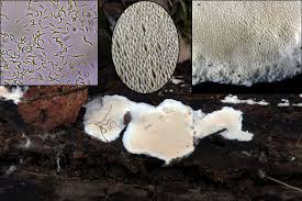 Attēlu rezultāti vaicājumam “Mucronella calva”