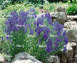 Image result for Veronica teucrium