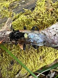 Attēlu rezultāti vaicājumam “Cimbex femoratus imago”