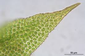 Attēlu rezultāti vaicājumam “Zygodon rupestris”