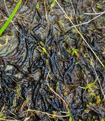 Attēlu rezultāti vaicājumam “Scorpidium scorpioides”