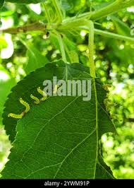 Attēlu rezultāti vaicājumam “Pristiphora maesta”