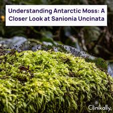 Attēlu rezultāti vaicājumam “Sanionia uncinata”