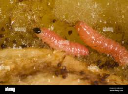 Attēlu rezultāti vaicājumam “Grapholita funebrana larva”