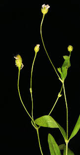 Attēlu rezultāti vaicājumam “Moehringia lateriflora flower”