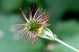 Image result for Geum urbanum