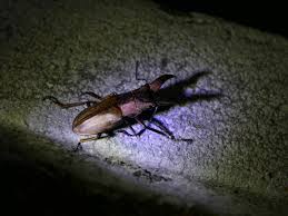 Attēlu rezultāti vaicājumam “Lucanidae”