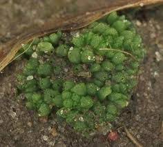 Attēlu rezultāti vaicājumam “Marchantiopsida”