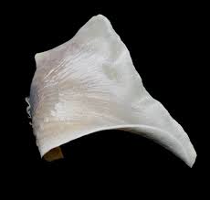 Image result for Mustelus asterias