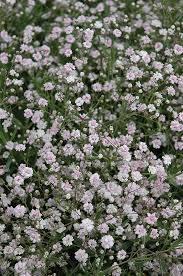 Attēlu rezultāti vaicājumam “Gypsophila paniculata”