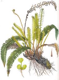 Attēlu rezultāti vaicājumam “Blechnum spicant”