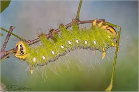 Attēlu rezultāti vaicājumam “Saturniidae”