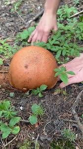 Attēlu rezultāti vaicājumam “Neckera pennata sporophyte”