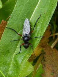 Attēlu rezultāti vaicājumam “Badhamia lilacina young”