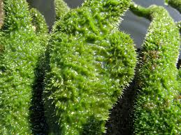 Attēlu rezultāti vaicājumam “Spongilla lacustris”