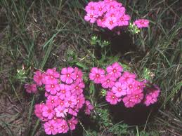 Image result for Phlox drummondii