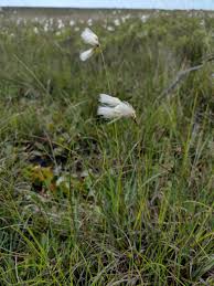 Attēlu rezultāti vaicājumam “Eriophorum gracile”