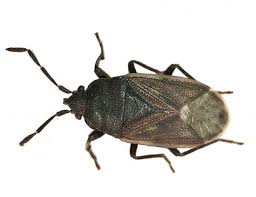 Attēlu rezultāti vaicājumam “Kleidocerys resedae imago”