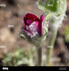 Attēlu rezultāti vaicājumam “Pulsatilla pratensis bud”