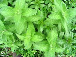 Attēlu rezultāti vaicājumam “Mentha arvensis leaf”