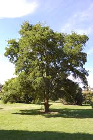 Attēlu rezultāti vaicājumam “Robinia”
