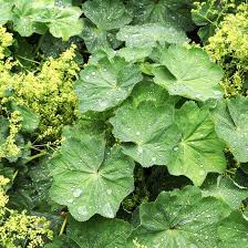 Image result for Frauenmantel