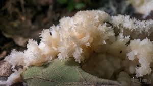 Attēlu rezultāti vaicājumam “Sebacina incrustans”