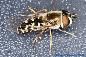 Attēlu rezultāti vaicājumam “Syrphidae”