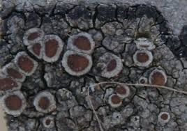 Attēlu rezultāti vaicājumam “Lecanora allophana”